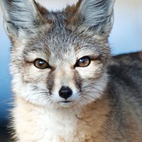 Kit Fox Çıplak